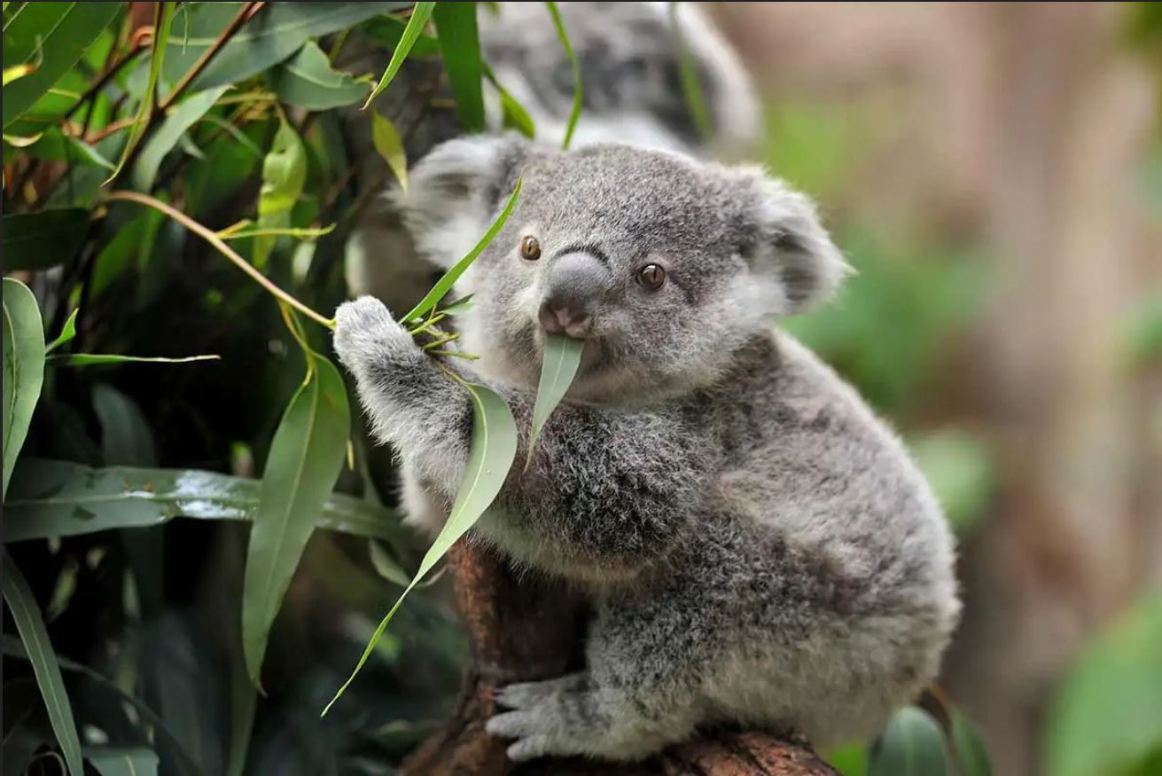 Un koala en plein repas