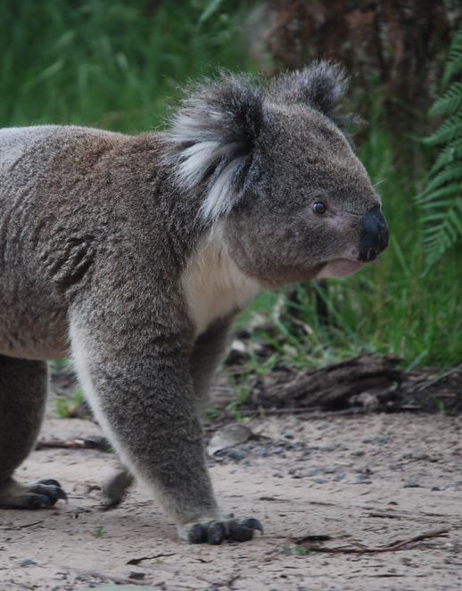 Un koala à suivre