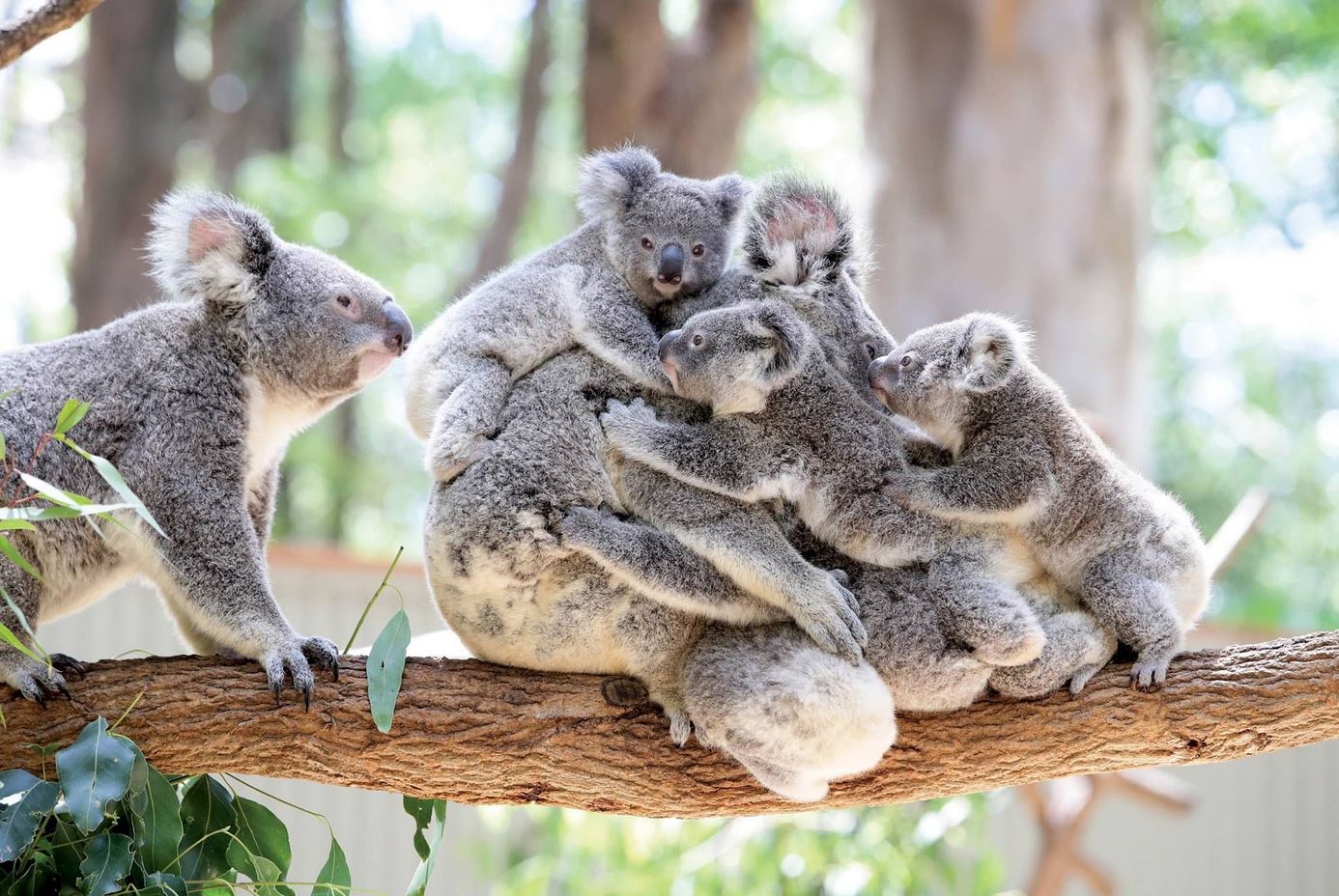 Groupe de koalas