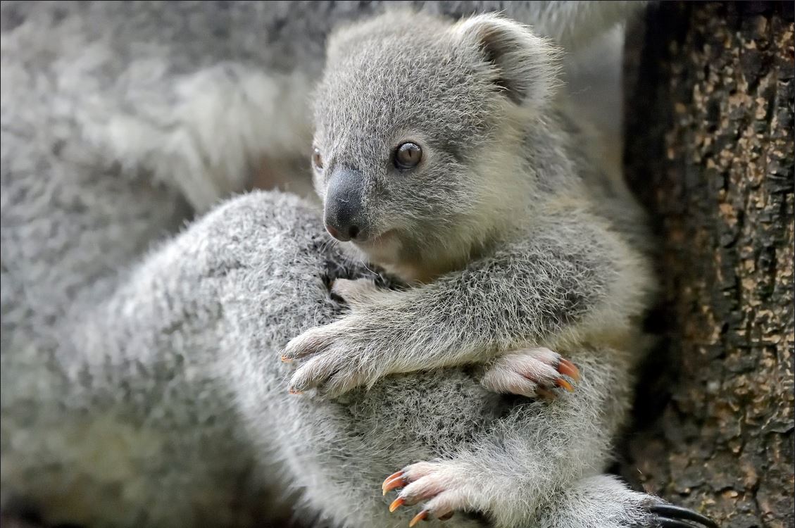 Koala joey